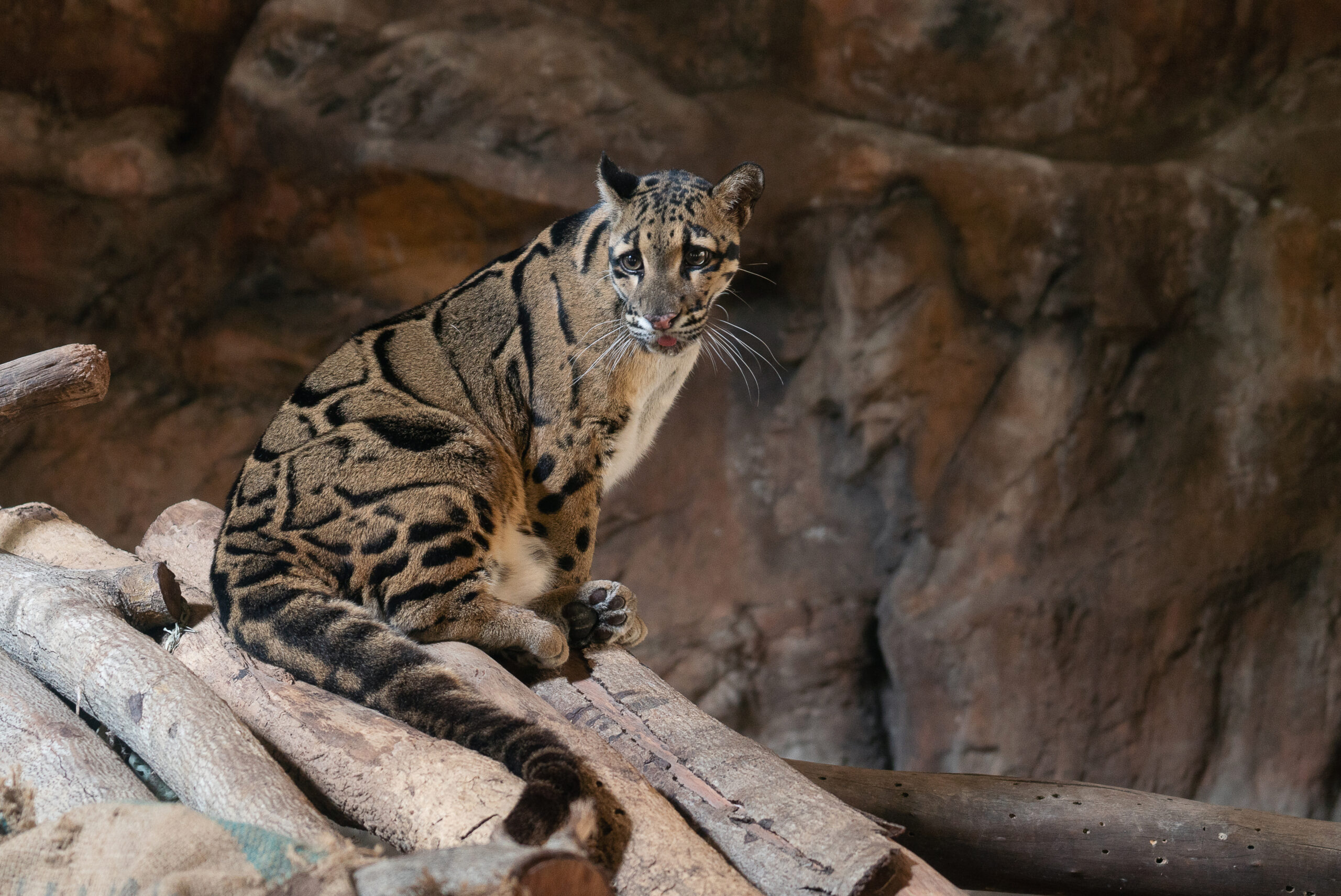 ウンピョウ(雲豹)の基本情報