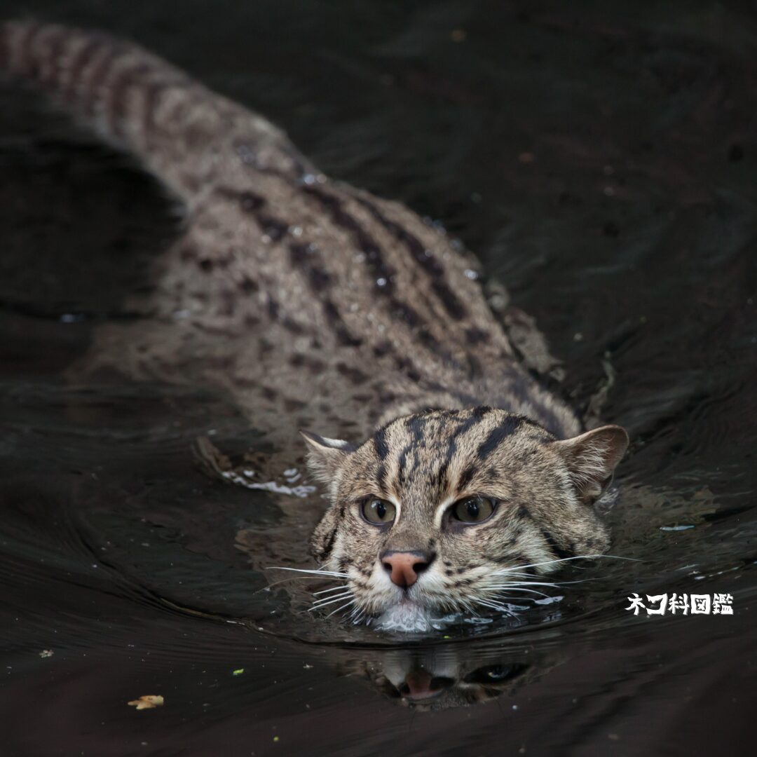 スナドリネコメイン